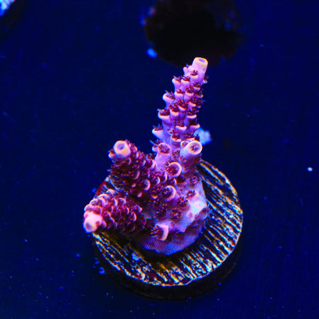 TSA Fruity Pebbles Acropora Coral