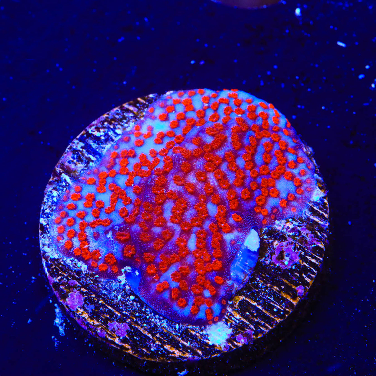 Superman Montipora Coral
