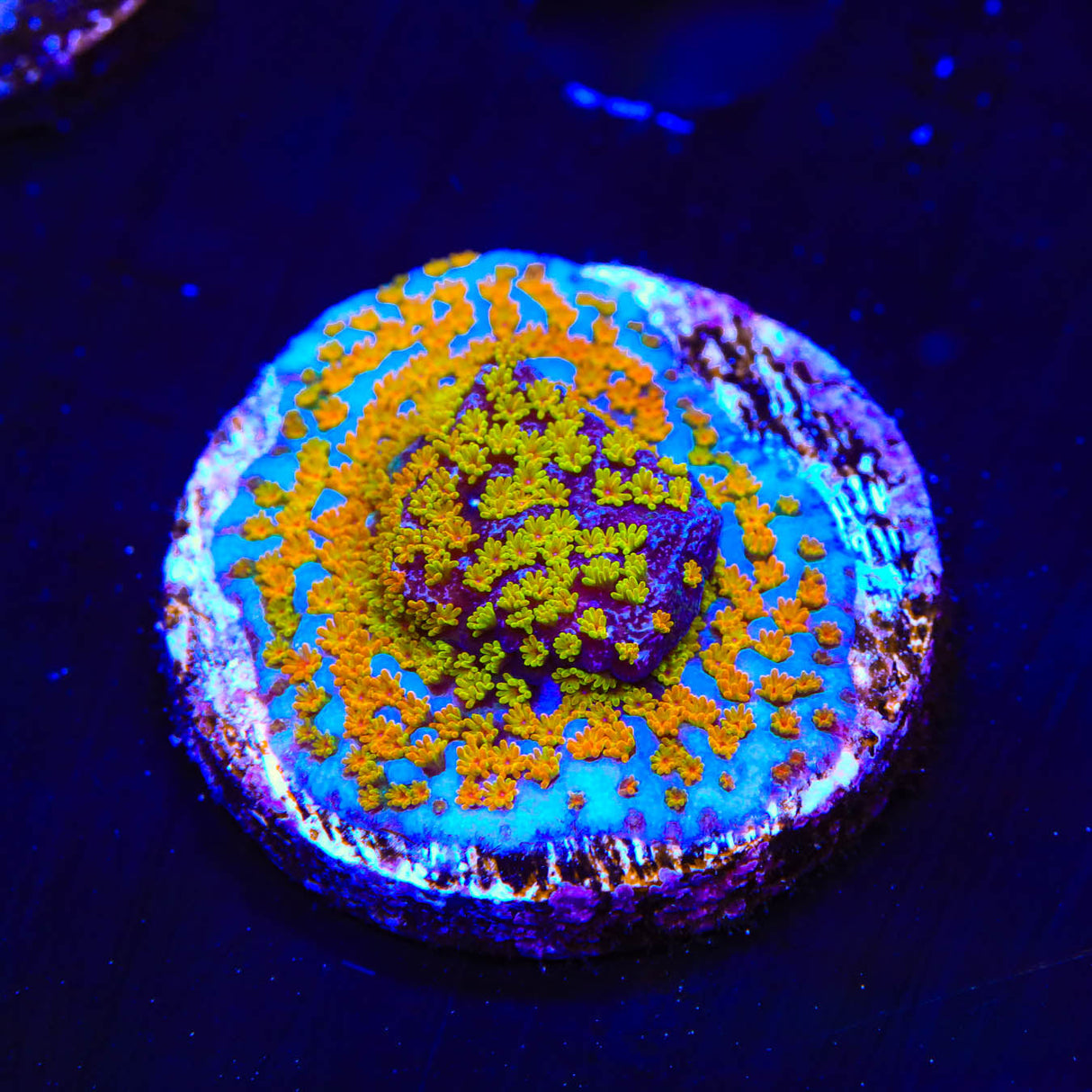 JF Fruity Pebbles Montipora Coral - Top Shelf Aquatics