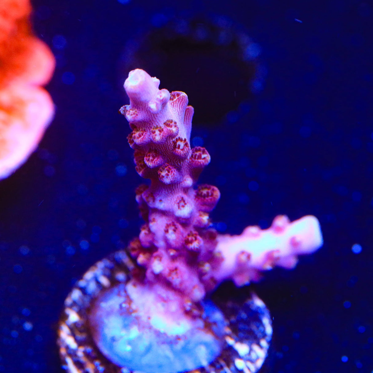 TSA Bottlerocket Acropora Coral