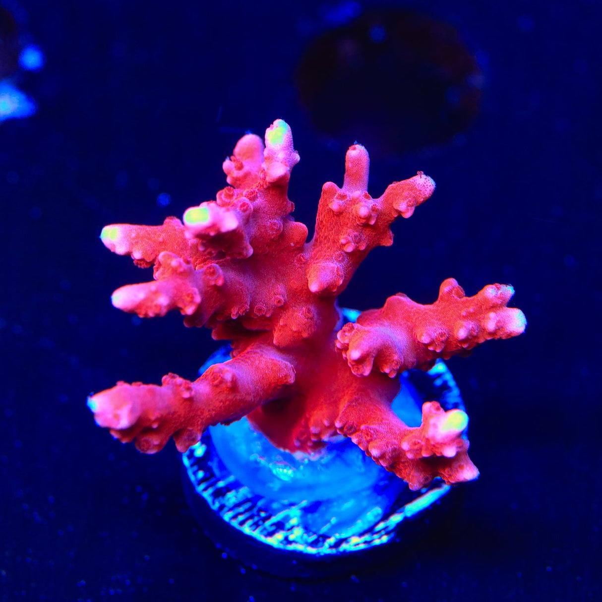 JF TNT Anacropora Coral