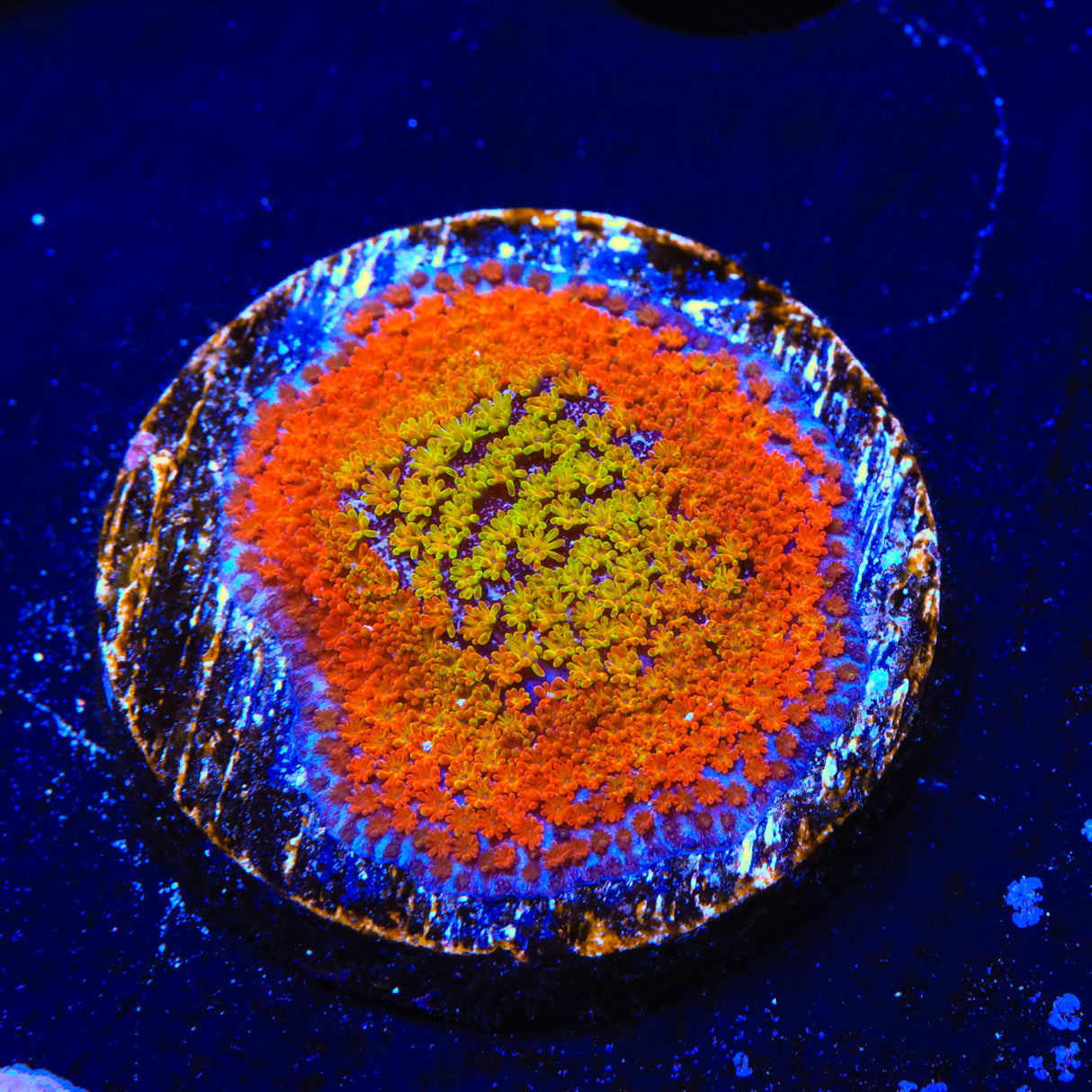 JF Fruity Pebbles Montipora Coral - Top Shelf Aquatics