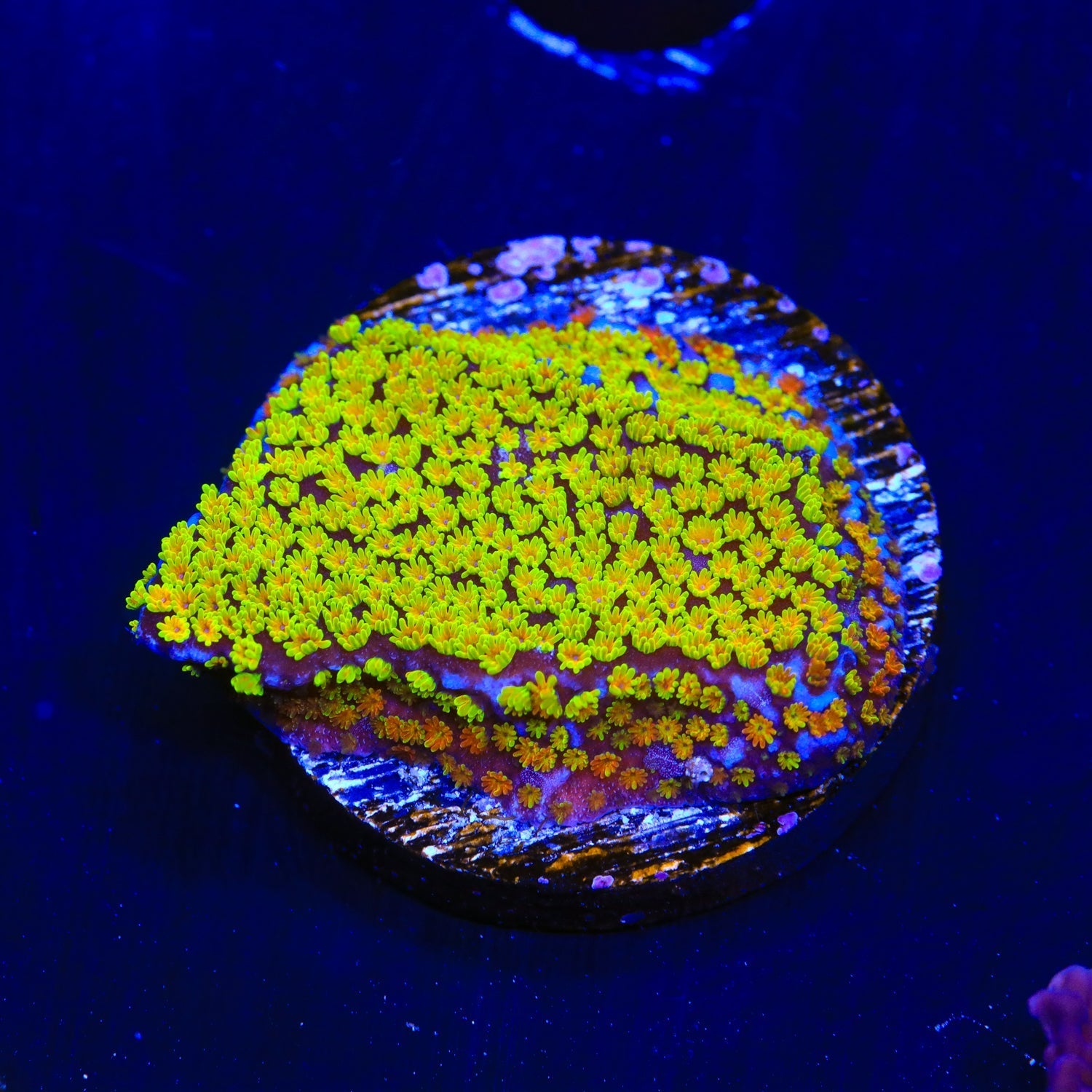 Rainbow Montipora Coral