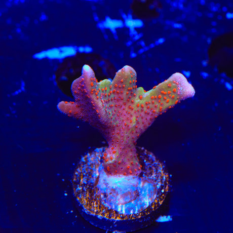 Forest Fire Digitata Montipora Coral