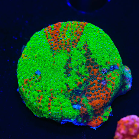 TSA Danger Zone Montipora Coral