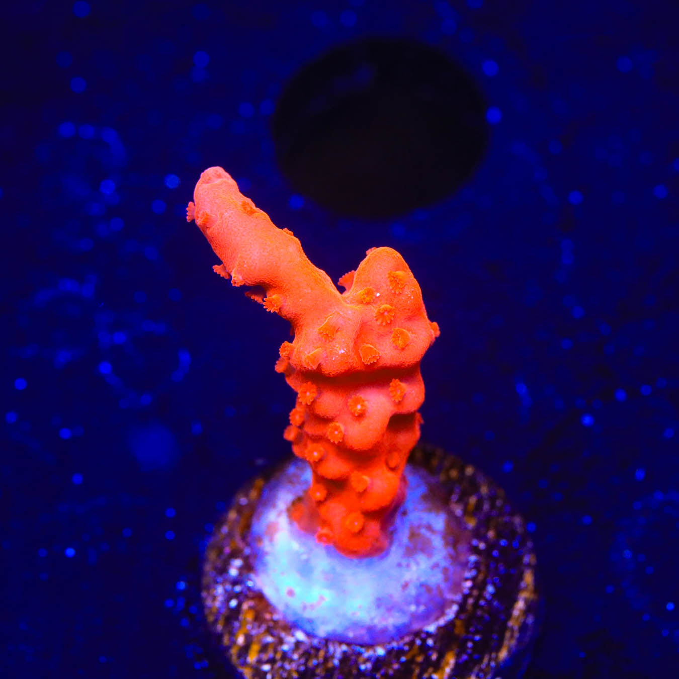 Red Setosa Montipora Coral