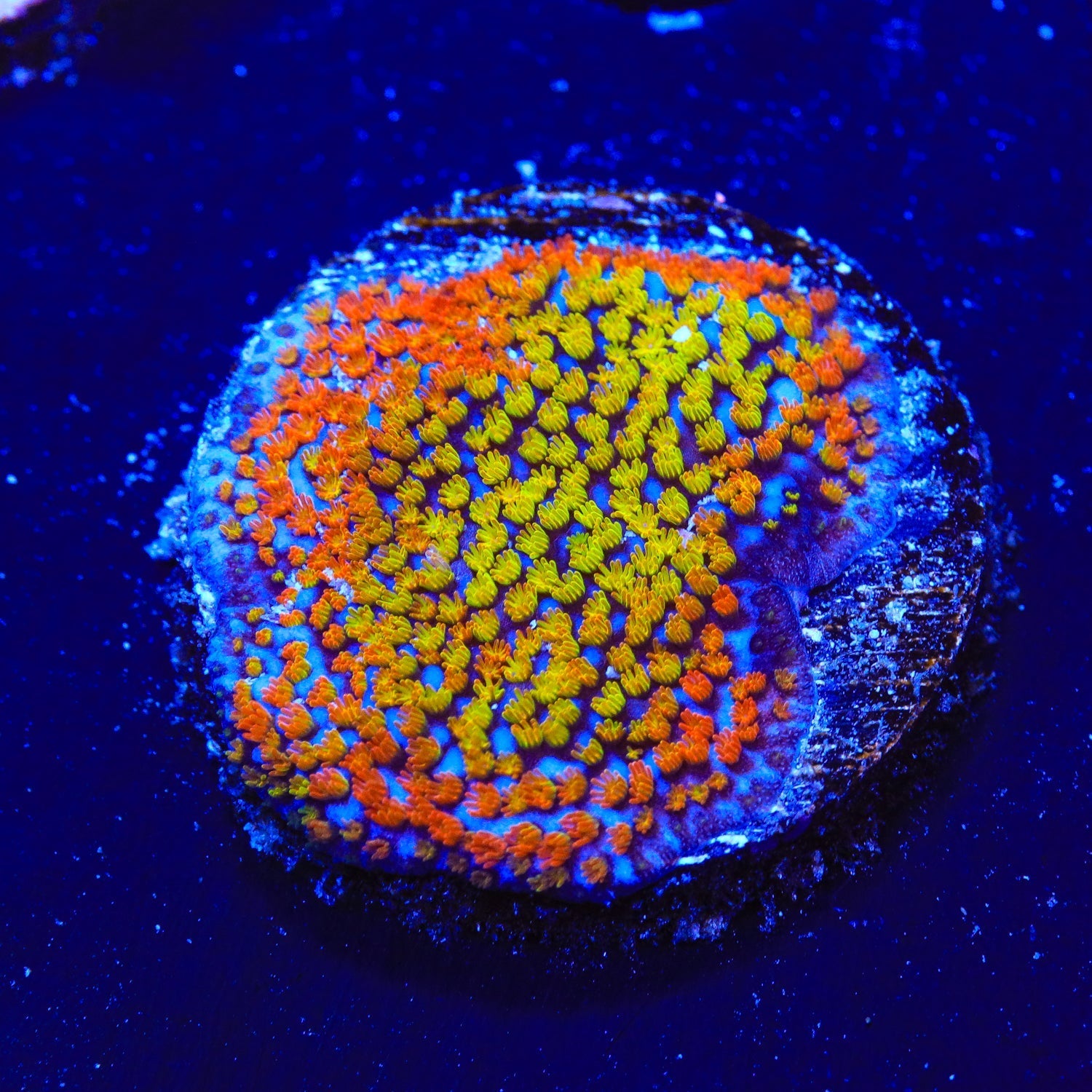 Rainbow Montipora Coral