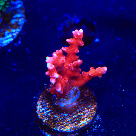 JF TNT Anacropora Coral