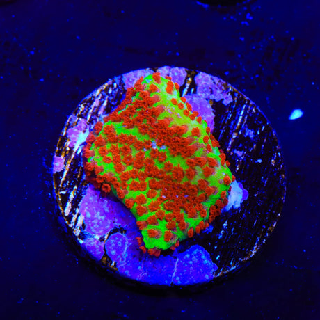 TSA Happy Meal Montipora Coral