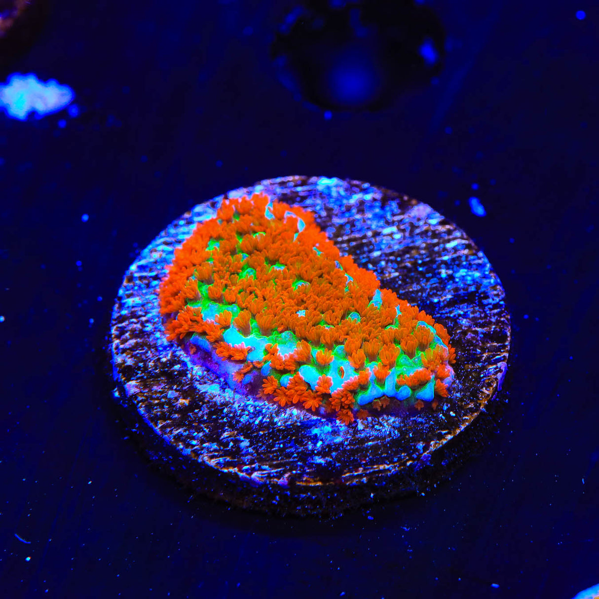 JF Aquaman Montipora Coral - Top Shelf Aquatics