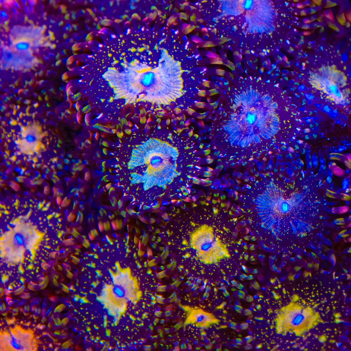 TSA Space Leopard Zoanthids Coral