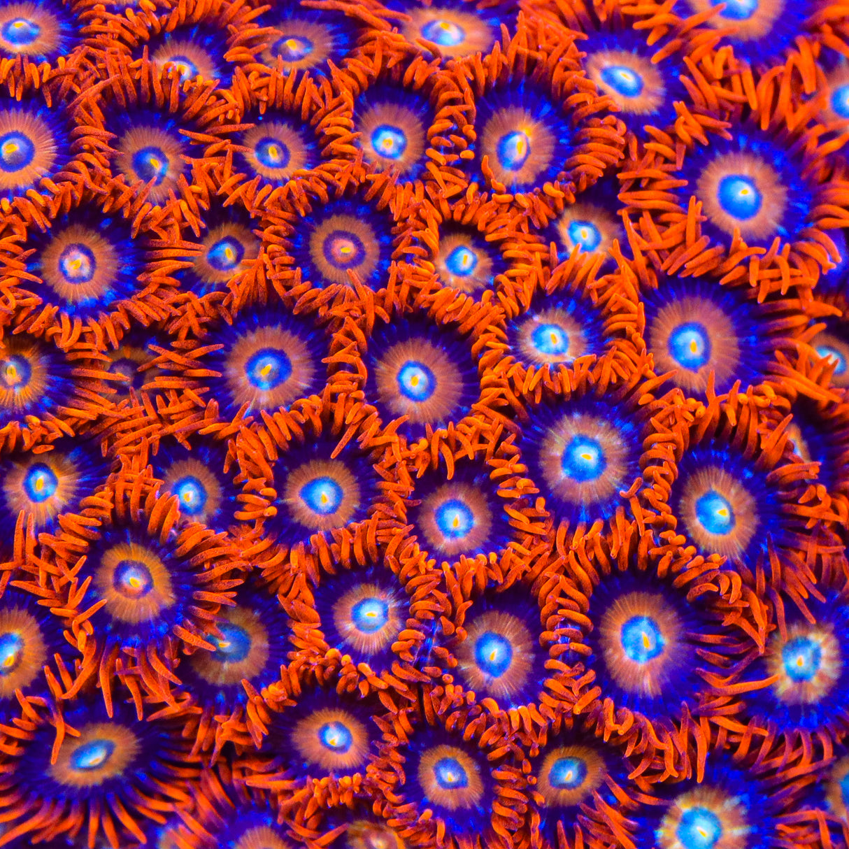 TSA Rockstar Zoanthids Coral