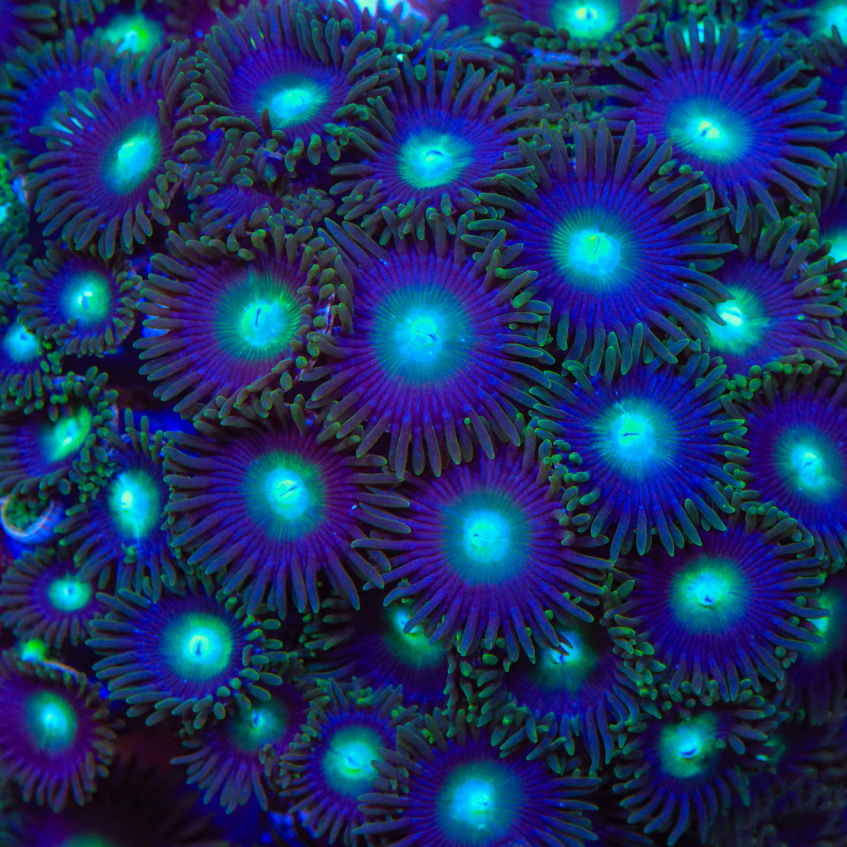 TSA Green Goblin Zoanthids Coral