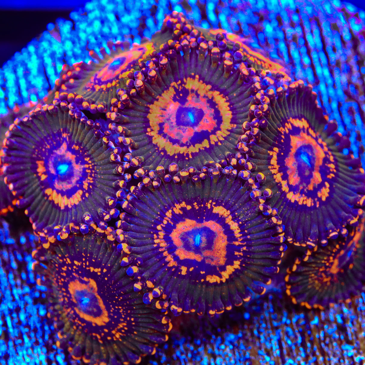 JF Azz Krak Zoanthids Coral