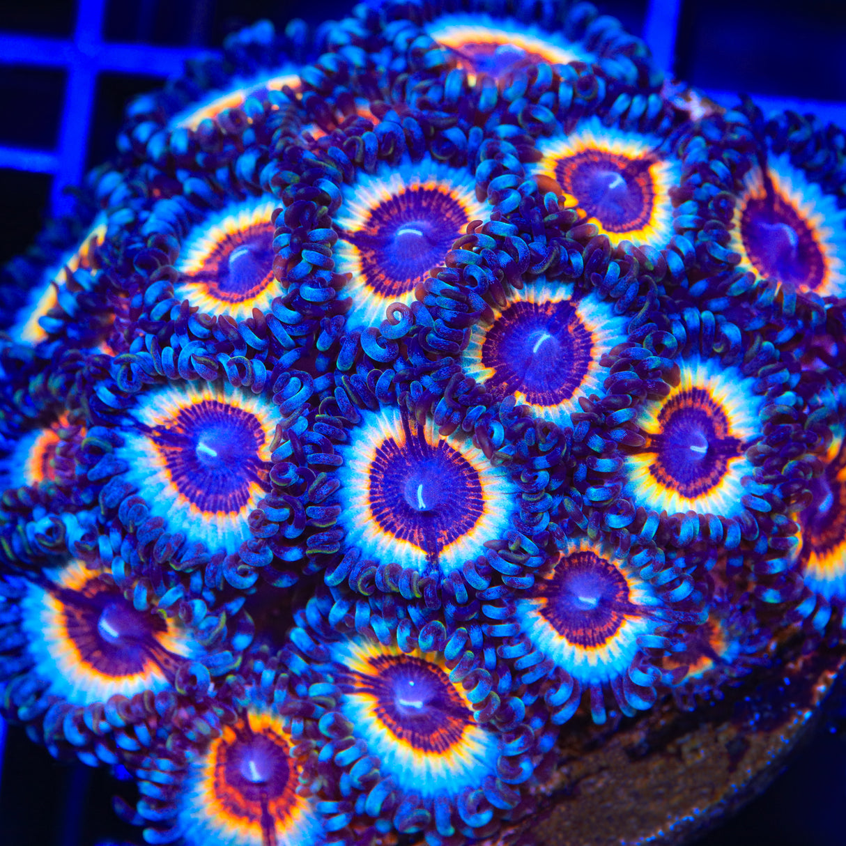 TSA Little Shop of Nightmares Zoanthids Coral