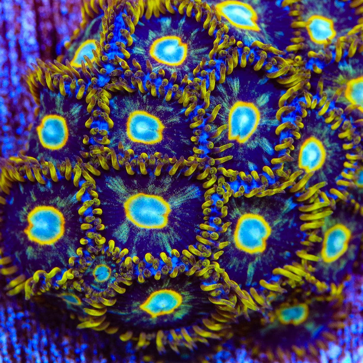 Murder Hornet Zoanthids Coral