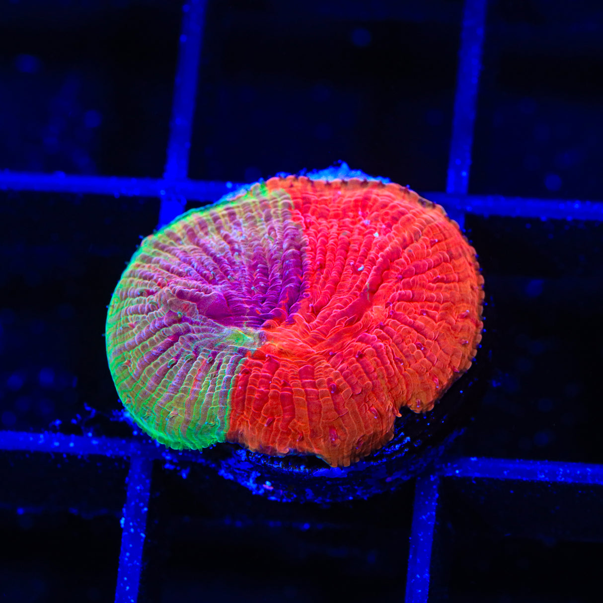 TSA Diablo Diaseris Plate Coral