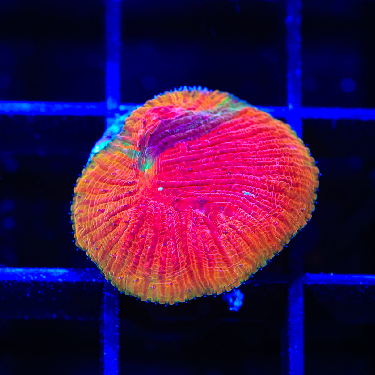 TSA Diablo Diaseris Plate Coral