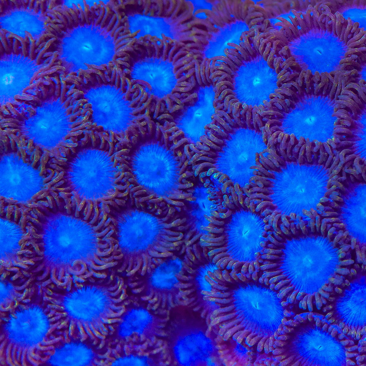 Tubbs Blue Zoanthids Coral