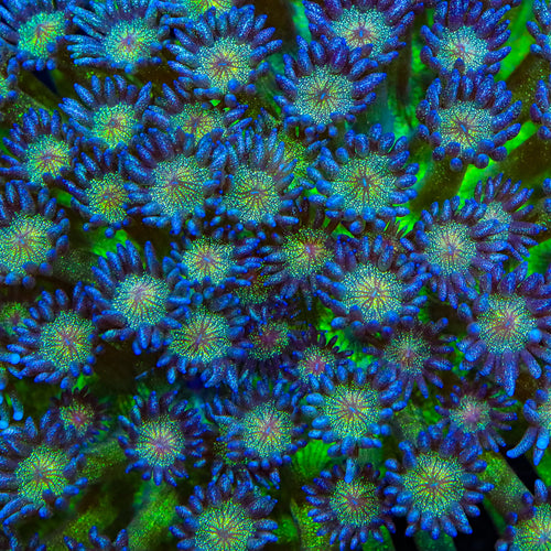 TSA Shimmer Glitter Goniopora Coral