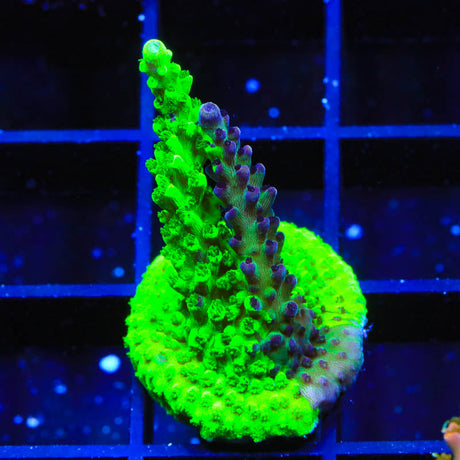 TSA Raspberry Splice Acropora Coral