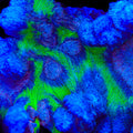 TSA Frozone Pectinia Coral