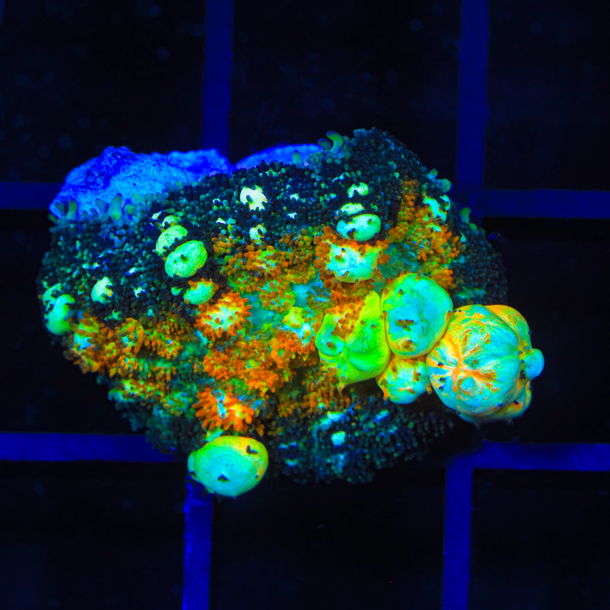 Powerball Bounce Mushroom Coral