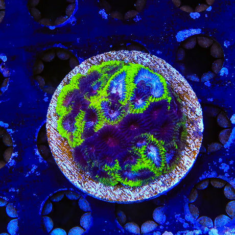 TSA Black Mamba Favia Coral