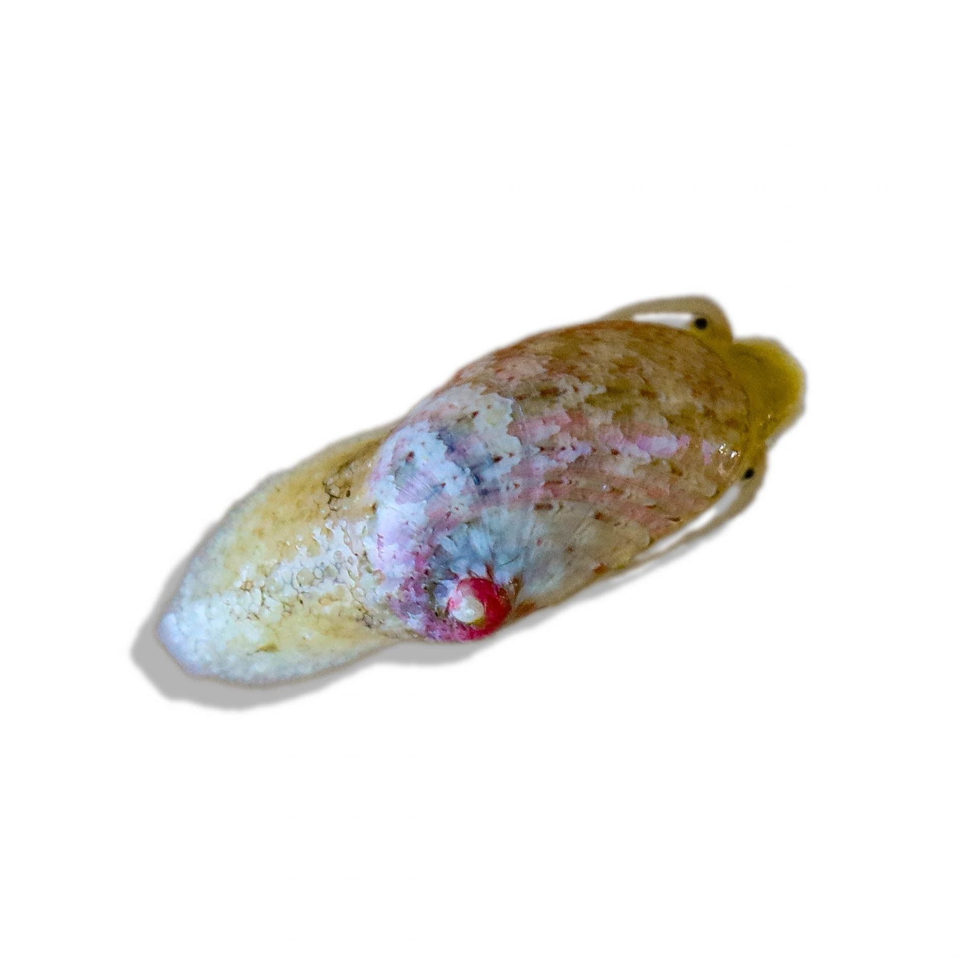 Stomatella Snail