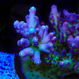 TSA Count Dracula Acropora Coral - Top Shelf Aquatics