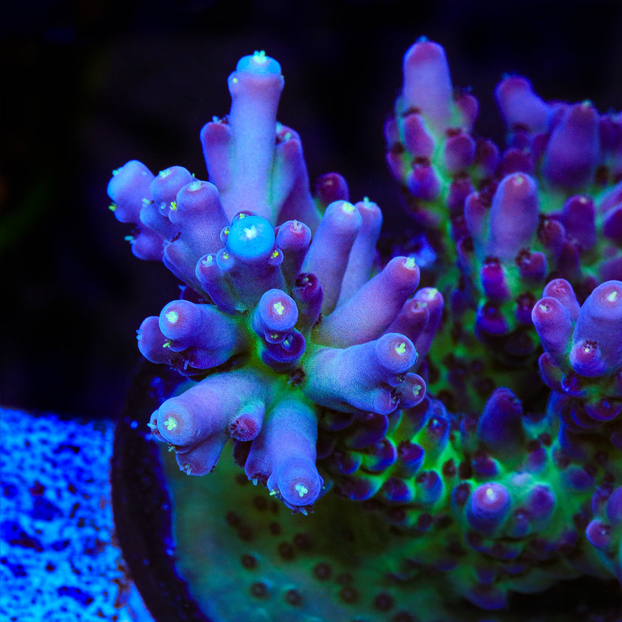 TSA Count Dracula Acropora Coral - Top Shelf Aquatics