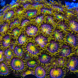 Hydra Lady Dragon Zoanthids Coral