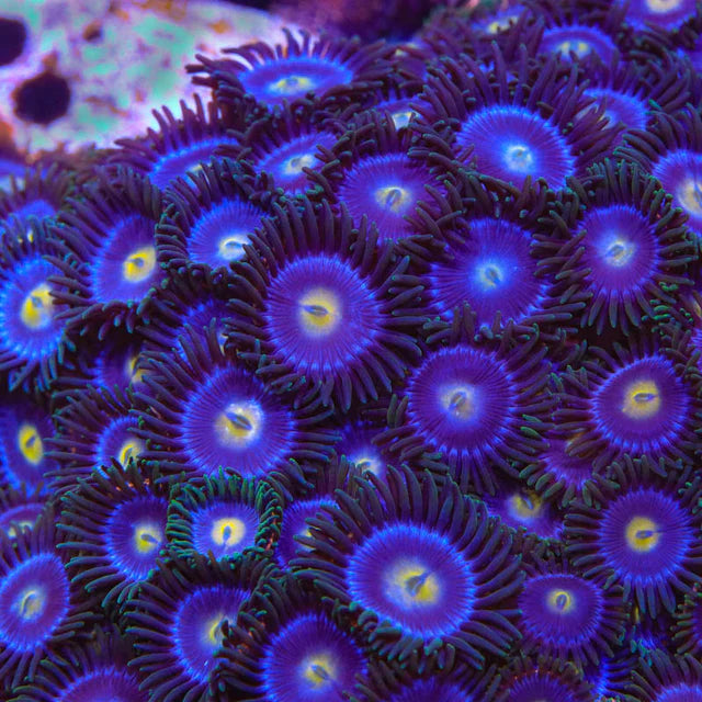 TSA Blueberry Zoanthid 30 frag pack