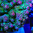 TSA Blueberry Sarmentosa Acropora Coral - Top Shelf Aquatics