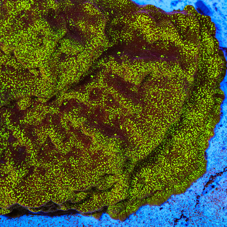 TSA High Beam Leptoseris Coral - Top Shelf Aquatics