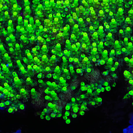 TSA Pineapple Juice Acropora Coral