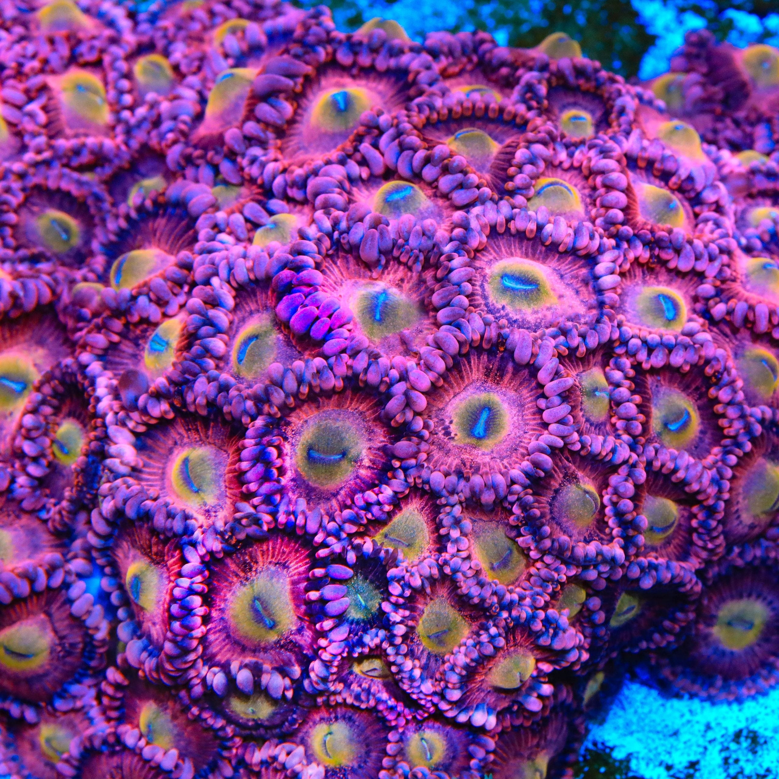 Halle Berry Zoanthids Coral