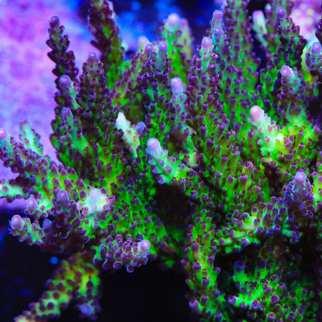 TSA Raspberry Limeade Acropora Coral - Top Shelf Aquatics