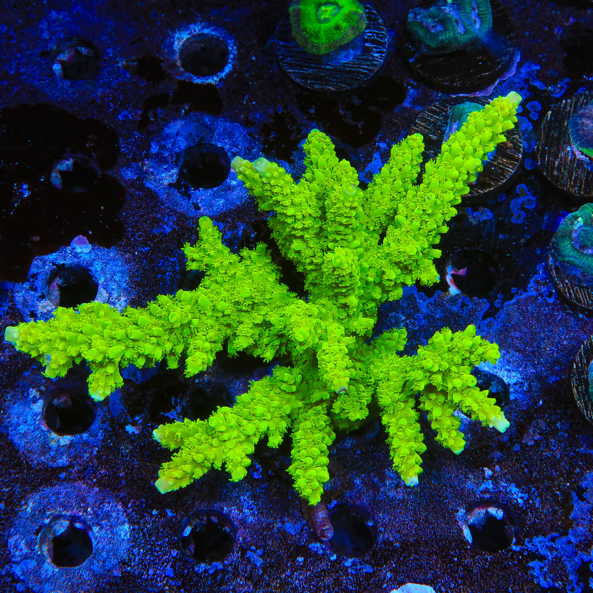 Green Slimer Acropora Colony Coral