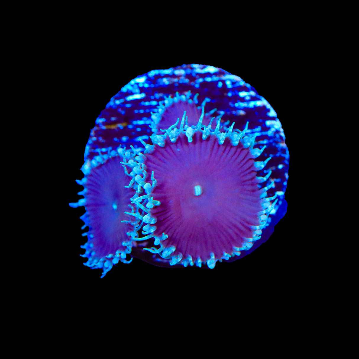 Purple Death Palythoa Coral