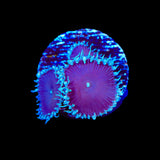 Purple Death Palythoa Coral