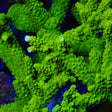 Green Slimer Stag Acropora Coral - Top Shelf Aquatics