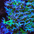 ORA Ponape Birdsnest Coral - Top Shelf Aquatics