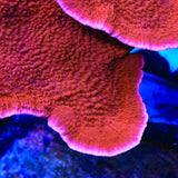 Red Montipora Cap Coral