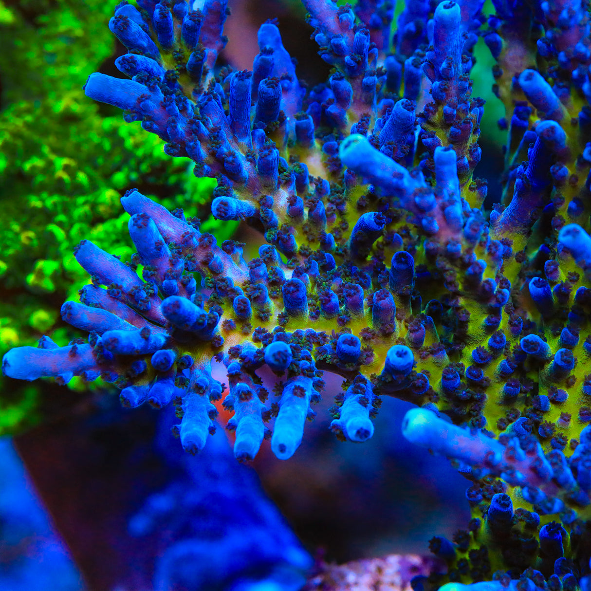 RR Aussie Gold Tort Acropora Coral - Top Shelf Aquatics