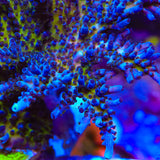 RR Aussie Gold Tort Acropora Coral - Top Shelf Aquatics