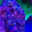 TSA Purple Stylophora Coral - Top Shelf Aquatics