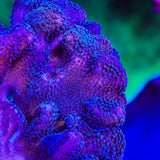 Purple Stylophora Coral