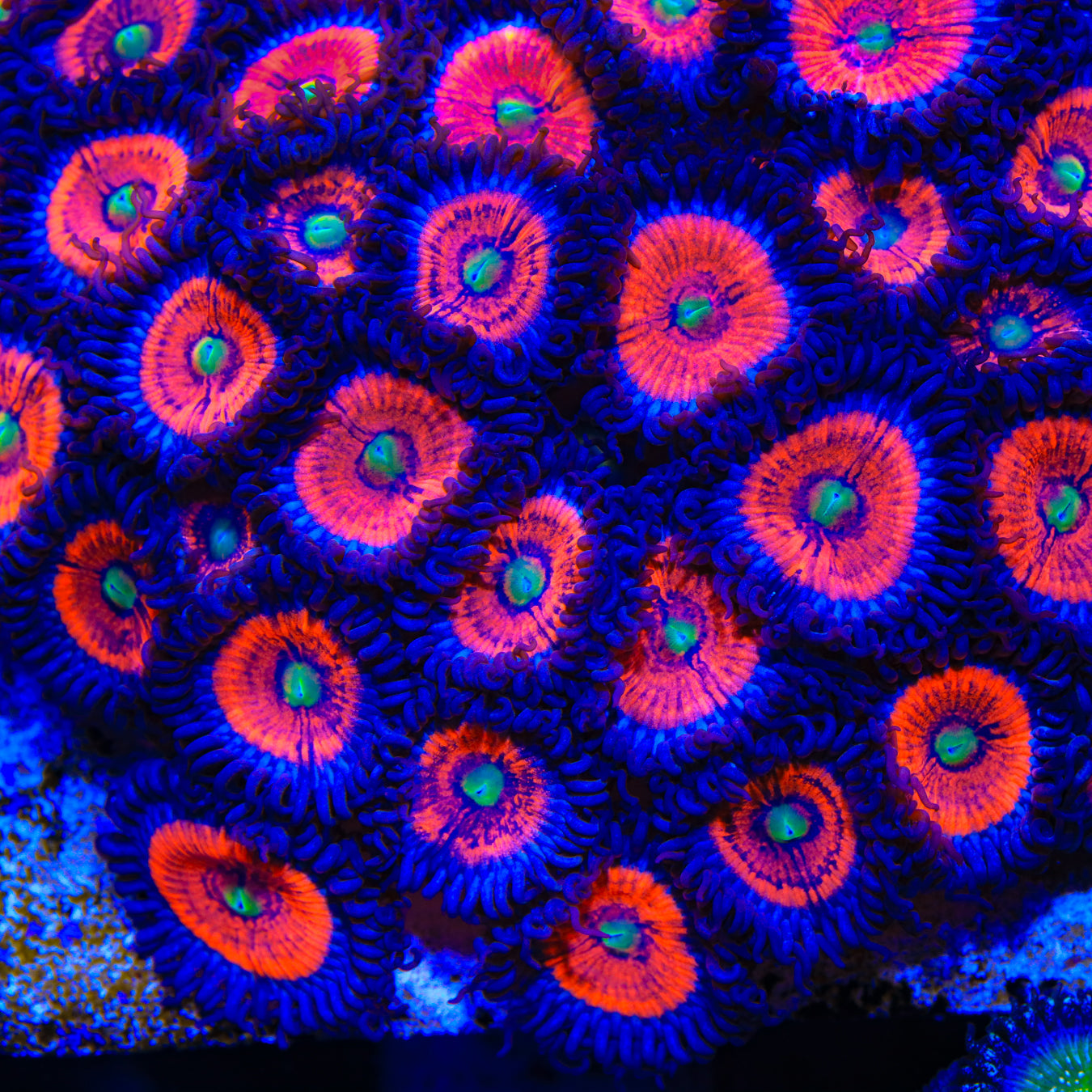 Everlasting Gobstopper Zoanthid Coral