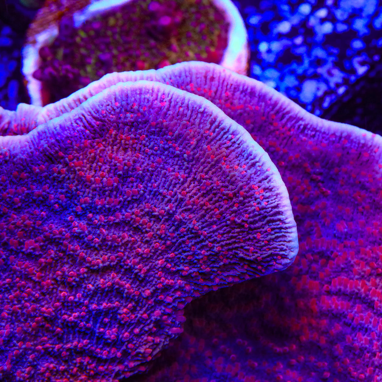 TSA Periwinkle Passion Montipora Coral